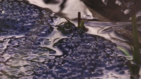 Grass frog in pond surrounded by egg clusters Stock Footage 329680322