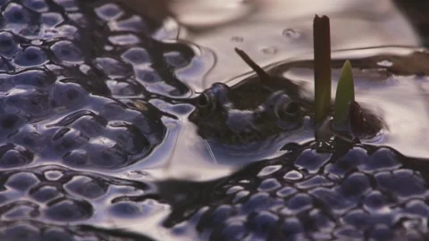 Grass frog in pond surrounded by egg clusters Stock Footage 329680325