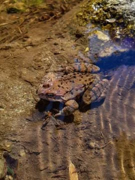 Grass frog in a small pond Foto stock