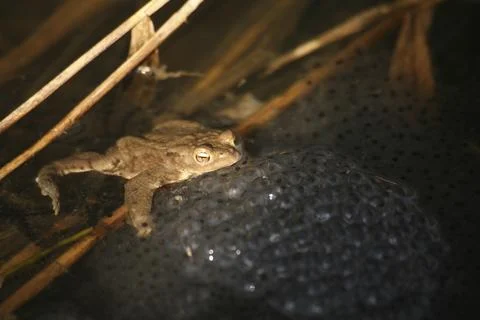 Grass frog on spawning clumps Stock Photos