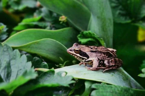 Grass frog on strawberry leaf Stock Photos