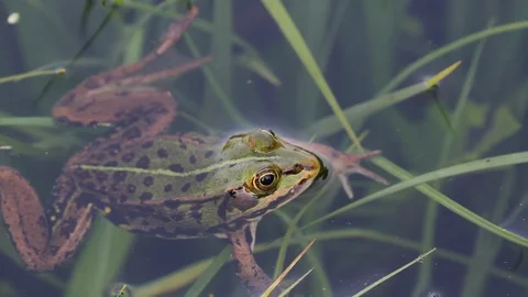 Grass frog swimming out of view Stock Footage 105220473