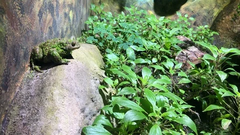 Grass frog watching Stock Footage 121724347