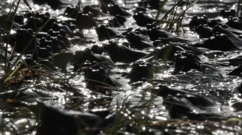 Grass Frogs Mating Stock Footage 36990586