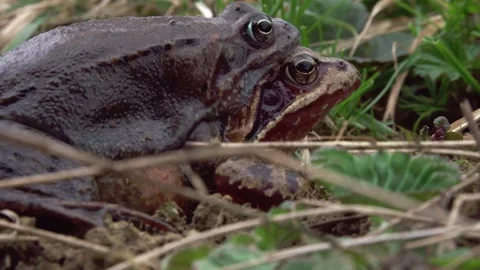 Grass frogs mating in spring (close up) Stock Footage 319104776