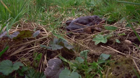 Grass frogs mating in spring Stock Footage 319104782