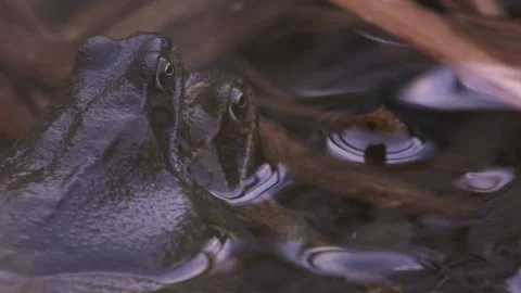 Grass frogs in pond during spring spawning season Stock Footage 329680307