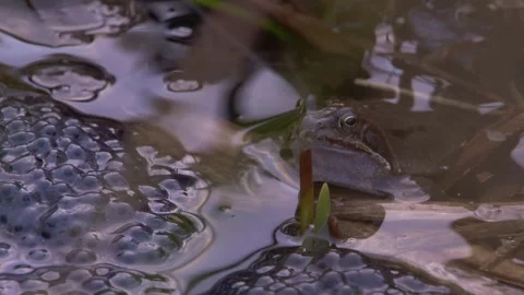 Grass frogs in pond surrounded by egg clusters Stock Footage 329680306