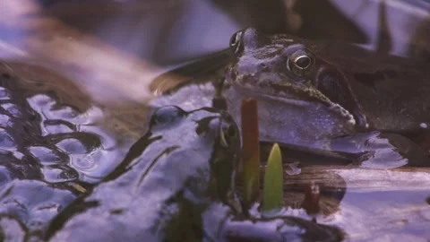 Grass frogs in pond surrounded by egg clusters Stock Footage 329680311