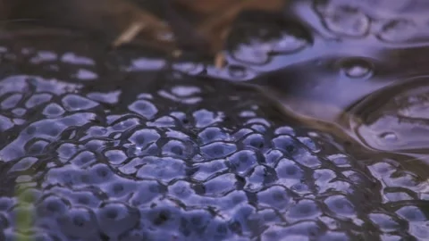 Grass frogs in pond surrounded by egg clusters Stock Footage 329680315