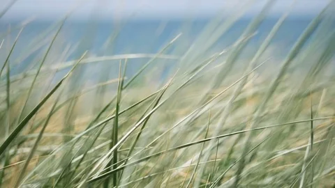 Grass in front of the beach, Slow Motion Stock Footage