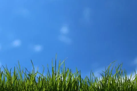 Grass in front of the blue sky Stock Photos