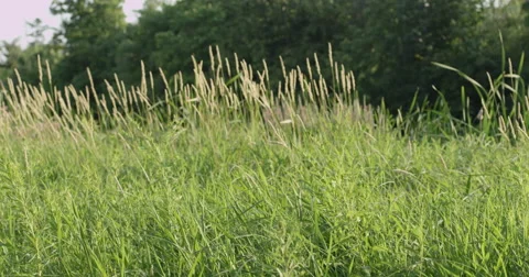 Grass in front of forest blowing in the wind - 120fps slow motion Stock Footage