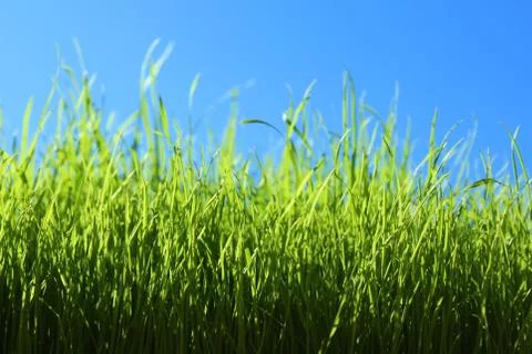Grass in front of the green cloudless sky Stock Photos