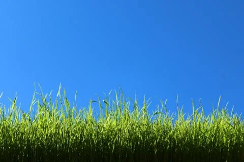 Grass in front of the green cloudless sky Stock Photos