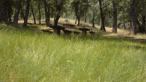 Grass In Front of Picnic Tables in the Forest Vídeo Stock 116544025