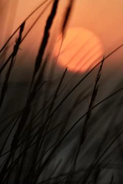 Grass in front of the setting sun at the beach Stock Photos