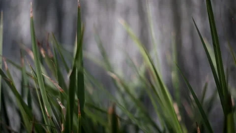 Grass in front of Waterfall 4K Stock-Footage 164397438