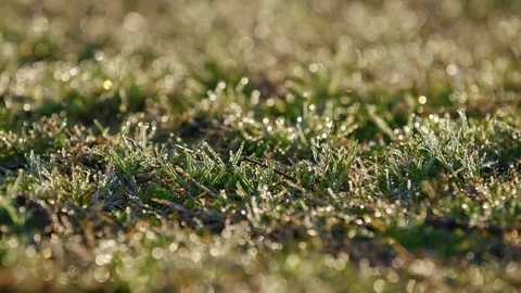 Grass With Frost Stock Footage 74686253