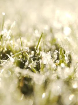 Grass frost Stock Photos