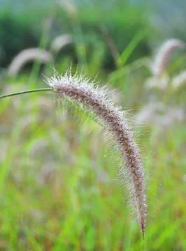 The grass is full of dew. Stock Photos