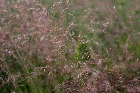 Grass full frame on meadow Stock Photos