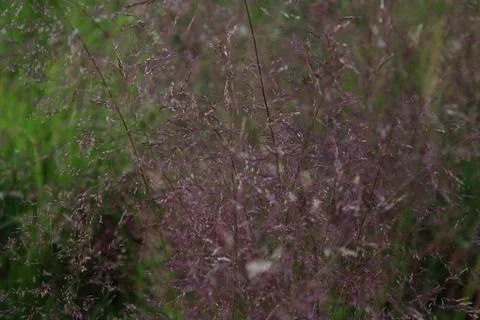 Grass full frame on meadow Stock Photos