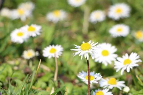 Grass full of ox-eye daisy - also oxeye daisy (Leucanthemum vulgare) with f.. Stock Photos