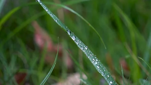 The grass is full of water after the rain Stock Footage 157133324
