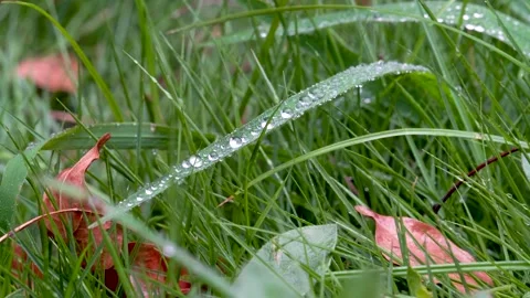 The grass is full of water after the rain Stock Footage 157134707