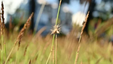 The grass in the garden blown by the wind Stock Footage 145147590