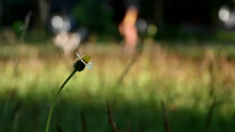 The grass in the garden blown by the wind Stock Footage 145147770