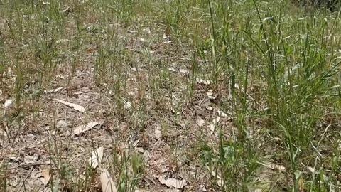 Grass garden close up tracking the first-person view Stock Footage 118794758