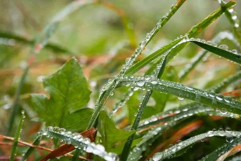 Grass in the garden with drops of dew Stock Photos