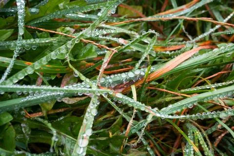 Grass in the garden with drops of dew Stock Photos