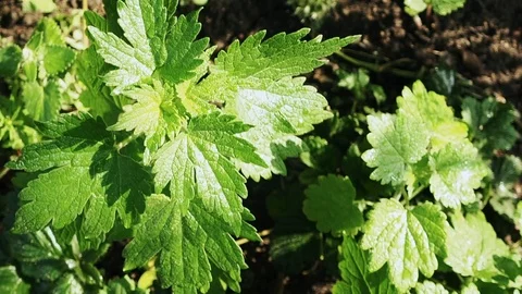 Grass in the garden Stock Footage 113324829