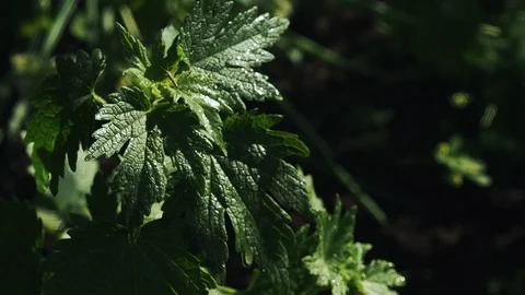 Grass in the garden Video stock 113324904