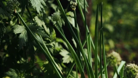 Grass in the garden Video stock 113325208