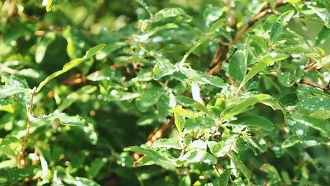 Grass in the garden Video stock 113325294