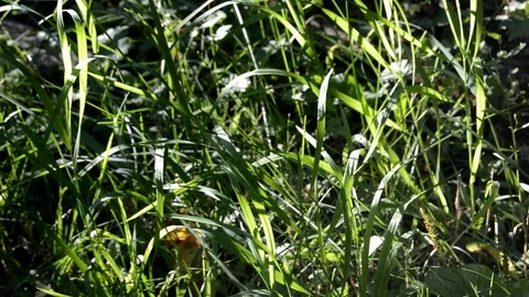Grass in the garden Stock Footage 129412289