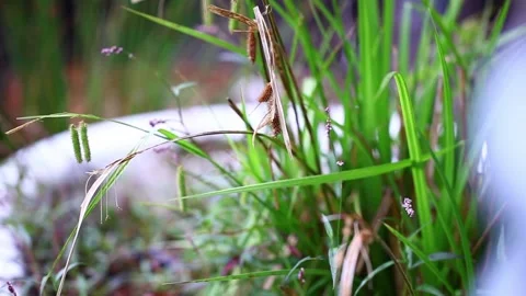 Grass in the garden Video stock 293956838