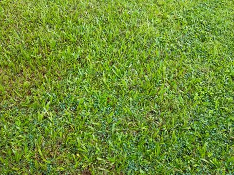 Grass garden Stock Photos