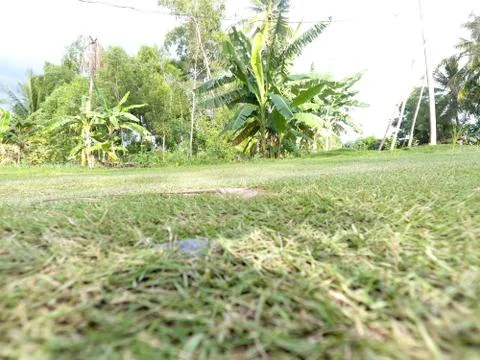 Grass in the garden Foto stock
