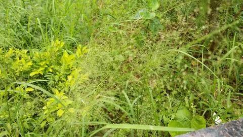 Grass Garden Stock Photos