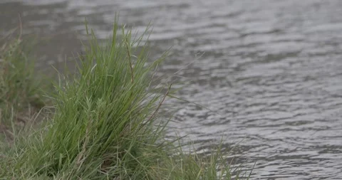 Grass in gentle breeze at rivers edge with flowing water Stockbeeldmateriaal 334483615