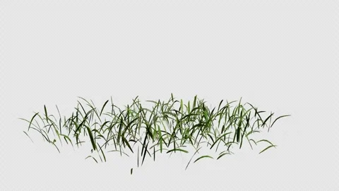 Grass gently blowing in the wind animation with transparent background Stock Footage 326778816