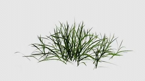 Grass gently blowing in the wind animation with transparent background Stock Footage 326778986
