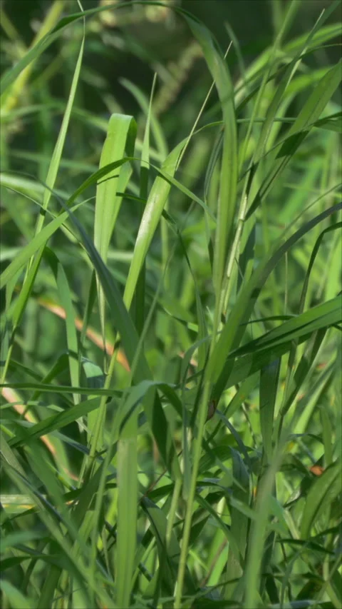 Grass Gently Swaying In The Breeze. Vertical. Stock Footage 274909714