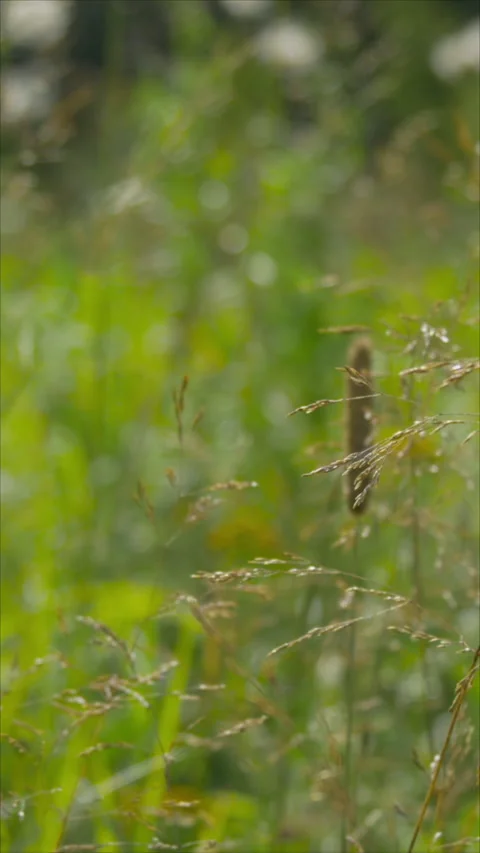 Grass Gently Swaying In The Breeze. Vertical. Stock-Footage 276179626