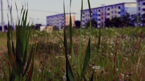 Grass gently waves in front of the camera, apartment buildings in the background Stock Footage 35008282